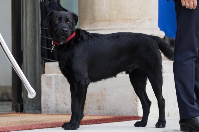 «Первая собака Франции»: пес французского президента снялся в ролике с призывом о помощи бездомным животным