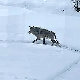 Жители Тихвина помогли больному волку и спасли его от охотников