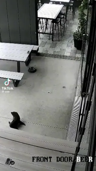 Смотреть Смотреть