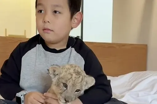В китайском отеле гостей вместо будильника будит львенок. Услуга уже вызвала споры в соцсетях
