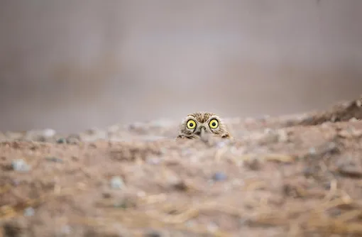 Любопытная сова выглядывает из-под земли.