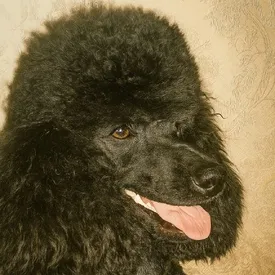 Фаня из Петербурга попала в Книгу рекордов России как самая старая собака породы пудель