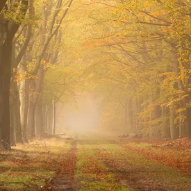Синоптики: в Москву приходит классическая золотая осень Синоптики: в Москву приходит классическая золотая осень