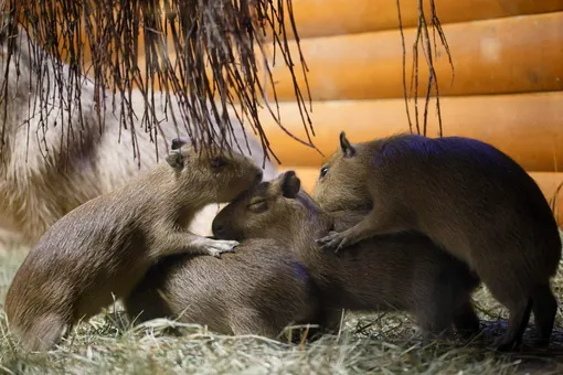 У капибар из Ленинградского зоопарка родились 4 детеныша