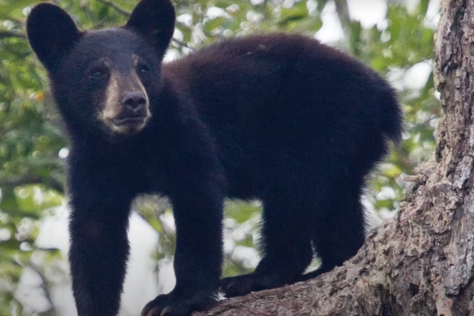 На территории Диснейленда во Флориде поймали черную медведицу. Специалисты предположили, что животное пробралось в парк в поисках еды