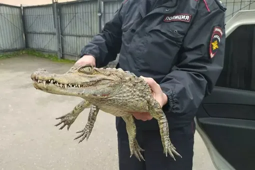 Житель Вологодской области принес в полицию живого крокодила. Все ради переезда в Сочи!