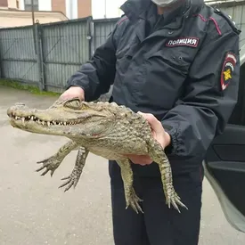 Житель Вологодской области принес в полицию живого крокодила. Все ради переезда в Сочи! Житель Вологодской области принес в полицию живого крокодила. Все ради переезда в Сочи!