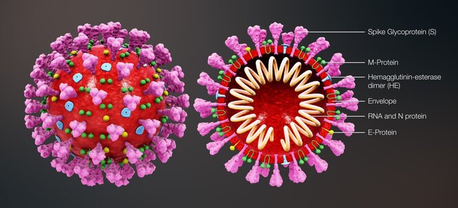 Структура коронавируса SARS-CoV-2