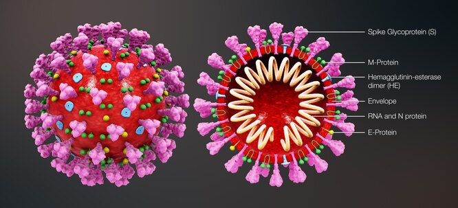 Структура вирусной частицы SARS-CoV-2:
Spike glycoprotein (S) — спайковый, или шиповидный, гликопротеин S
M-protein — мембранный белок M
Hemagglutinin-esterase dimer (HE) — димер гемагглютинин-эстеразы
Envelope — оболочка
RNA and N protein — РНК- и нуклеокапсидный, или структурный, белок N
E-protein — белок оболочки E Структура коронавируса SARS-CoV-2