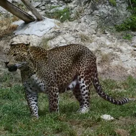 В Индии леопарды массово растолстели и потеряли охотничьи навыки из-за переселения в тростниковые заросли