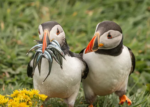 «Seriously, Would You Share Some?» Krisztina Scheeff/Comedy Wildlife Photo Awards 2020Scheeff took the photo in Scotland.