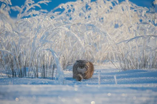 Winter’s Tale by Valeriy Maleev (Russia)Maleev spotted this Pallas’s cat while it was hunting in the Mongolian grasslands. It was bitterly cold day but the fairytale scene cancelled out the cold. Pallas’s cats are no bigger than a domestic cat and they stalk small rodents, birds and occasionally insectsPhotograph: Valeriy Maleev/2019 Wildlife Photographer of the Year