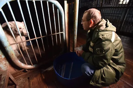 «Ветеринары дают хорошие прогнозы». Раненую белую медведицу из Диксона доставили на операцию в Москву