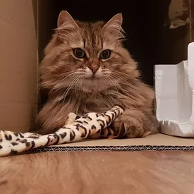 Кошка из Англии живет двойной (роскошной!) жизнью. Тайна раскрылась, когда ее хозяйка получила записку