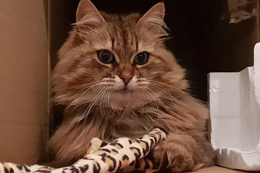 Кошка из Англии живет двойной (роскошной!) жизнью. Тайна раскрылась, когда ее хозяйка получила записку Кошка из Англии живет двойной (роскошной!) жизнью. Тайна раскрылась, когда ее хозяйка получила записку
