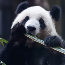 В Китае за 10 лет удвоилось число панд в питомниках