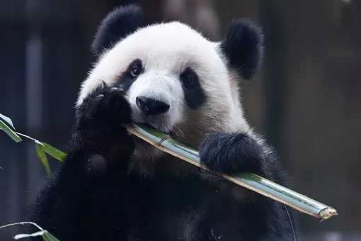 В Китае за 10 лет удвоилось число панд в питомниках