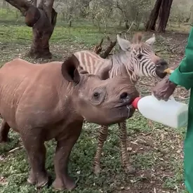 В кенийском питомнике черный носорог неожиданно подружился с зеброй. Их объединила общая трагедия — потеря матерей
