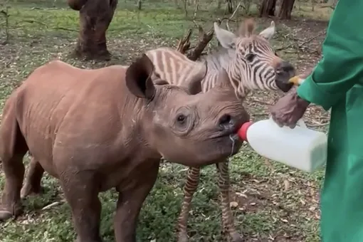 В кенийском питомнике черный носорог неожиданно подружился с зеброй. Их объединила общая трагедия — потеря матерей