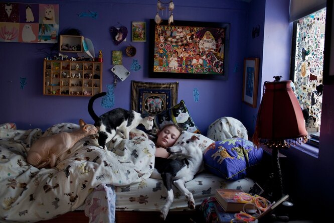 Коты и аглийская борзая