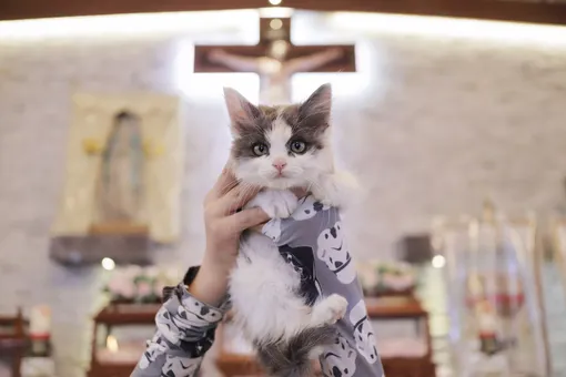 Хозяин принес котенка в церковь в Мехико