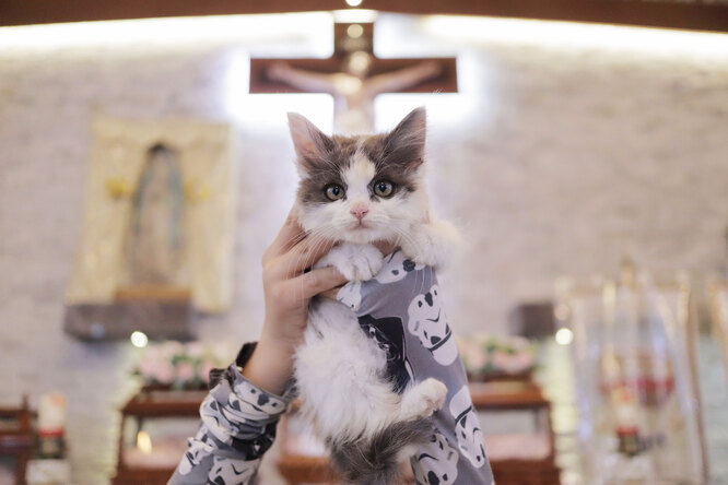 Хозяин принес котенка в церковь в Мехико Хозяин принес котенка в церковь в Мехико