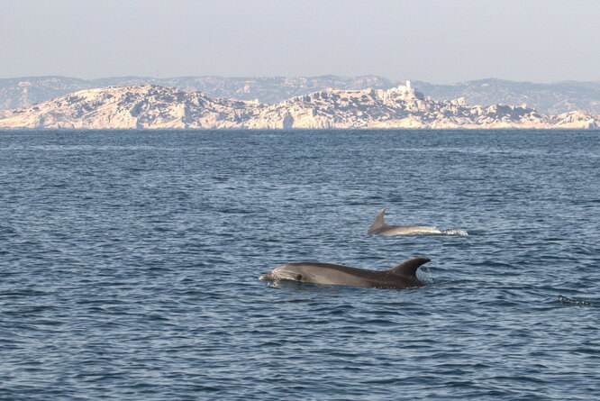 В национальном парке в Каланке во Франции дельфины уже без стеснения резвятся в водах, где раньше плавали, купались и катались на лодках люди