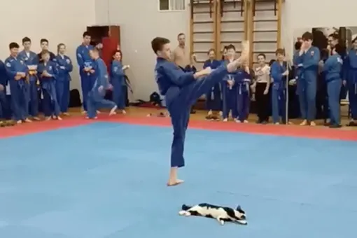 В Витебске кот пришел на юношеские соревнования по боевым искусствам и лег в центре спортзала. Его невозмутимость поражает