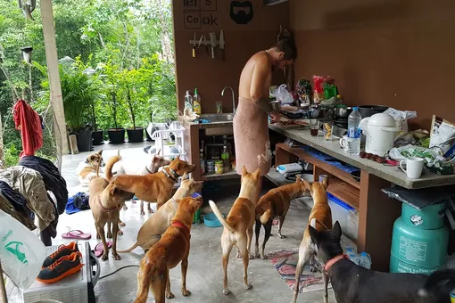 Пара переехала в Таиланд после смерти своего питомца. Там они приютили 15 собак и начали заботиться о других четвероногих