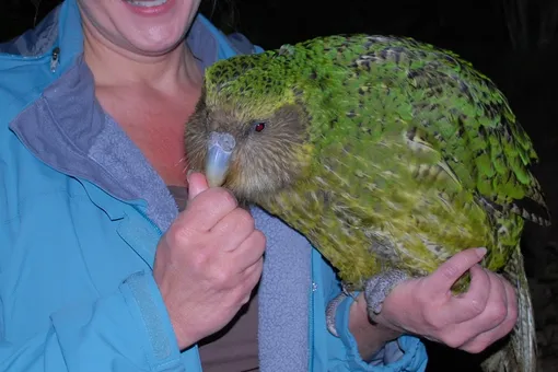 Какапо — самые толстые в мире попугаи, которых осталось всего 147, — начали активно размножаться