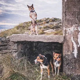 «Эволюция уже началась»: пес полюбил ходить на задних лапах (как человек!) и стал звездой соцсетей