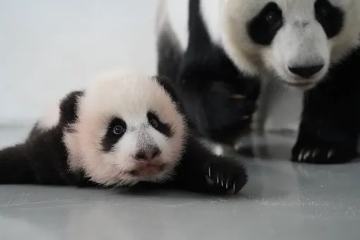 Катюша, Сяо Мо или Мо Мо: Московский зоопарк предложил горожанам выбрать имя для малышки-панды