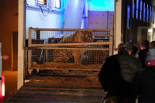 Из Италии в Россию пытались незаконно провезти 10 тигров. Один тигр погиб, других спасают работники зоопарка в Польше