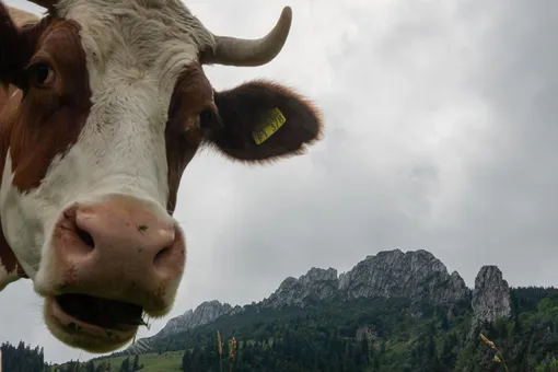 Фермы в Европе и США предлагают обниматься с коровами, чтобы снизить уровень стресса. Оказалось, что животным это тоже нравится