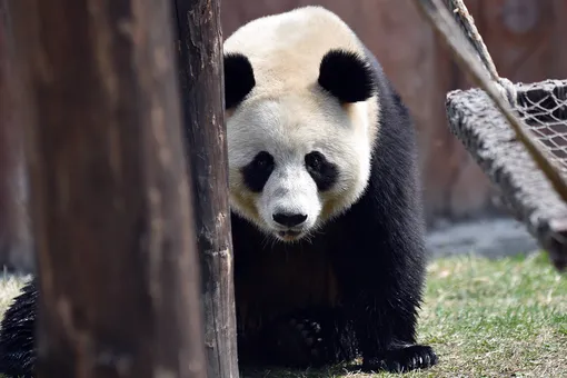 Канадский зоопарк вернет Китаю двух панд. Из-за закрытых границ им не хватает бамбука