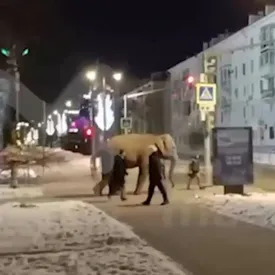 В Самаре слониха сбежала из цирка и прошлась по улицам города