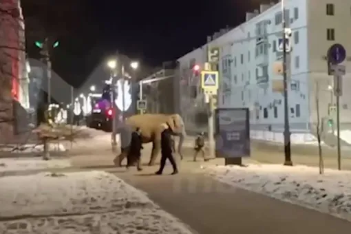 В Самаре слониха сбежала из цирка и прошлась по улицам города В Самаре слониха сбежала из цирка и прошлась по улицам города