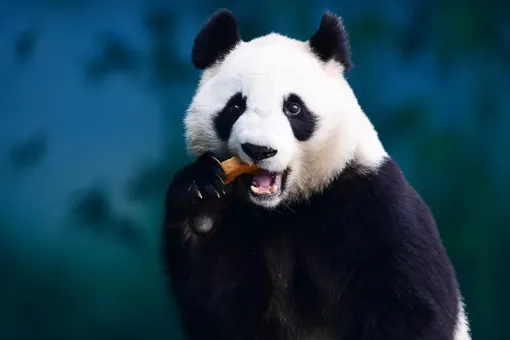 В Китае заявили, что гигантские панды больше не находятся под угрозой исчезновения, но все еще уязвимы