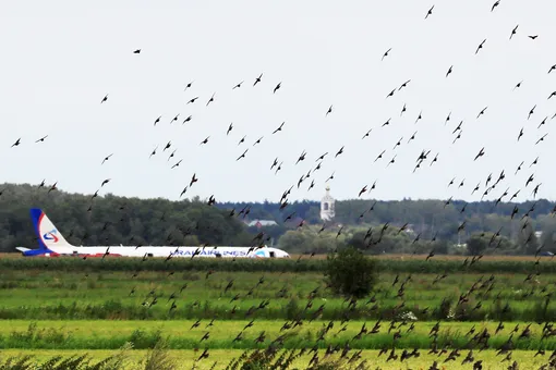 В Минтрансе заявили, что абсолютная защита аэропортов от птиц невозможна