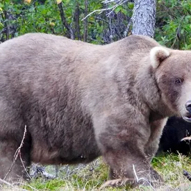 В США показали самого толстого медведя В США показали самого толстого медведя
