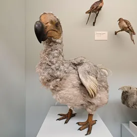 В США компания, возродившая ужасных волков из «Игры престолов», заявила о планах воскресить птицу додо