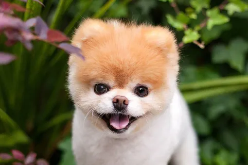 Умер пес по кличке Бу — известный на весь интернет померанский шпиц с 16 миллионами подписчиков