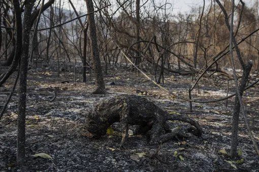 2021 Photo Contest, Environment, Stories, NomineePantanal AblazePhotographerLalo de Almeidafor Folha de São Paulo