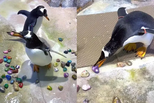 Брачный сезон у пингвинов: зоопарк показал, как самцы пингвинов выбирают своим возлюбленным самые красивые камни