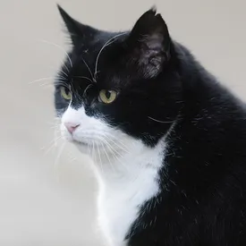 Умер кот Палмерстон — бывший главный мышелов британского МИДа