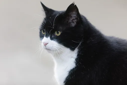 Умер кот Палмерстон — бывший главный мышелов британского МИДа Умер кот Палмерстон — бывший главный мышелов британского МИДа