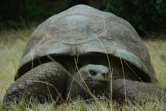 Сколько лет самому старому животному в мире? Черепаха Джонатан отпраздновал  191-й день рождения