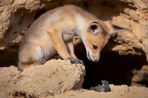 «Tough Negotiations.» Ayala Fishaimer/Comedy Wildlife Photo Awards 2020The photo was taken in Israel.