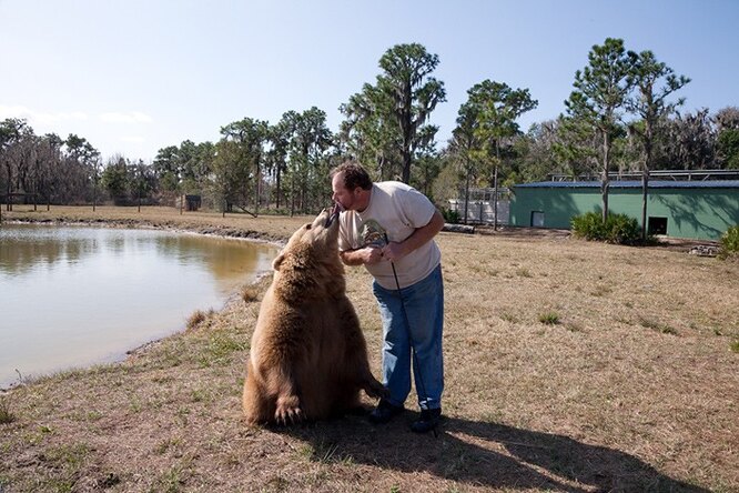 Бурый медведь, Миакка Сити, штат Флорида