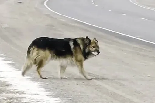 В Тюменской области собаке поставили памятник. Пес ждал погибшего хозяина у дороги 13 лет